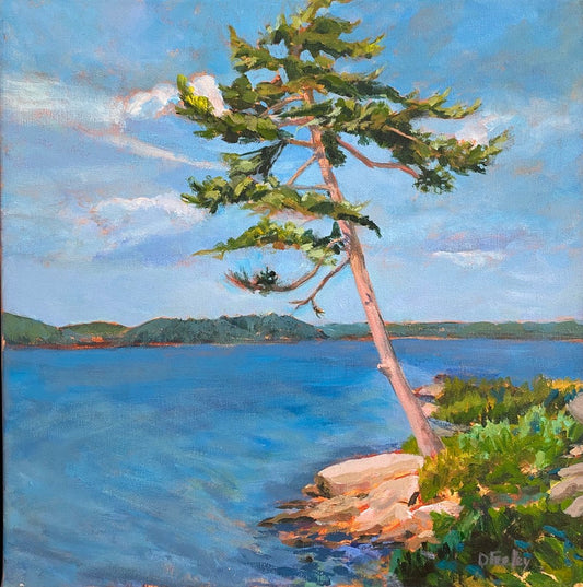 Trees of Somes Sound 4